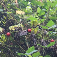 Trichosanthes bracteata (Lam.) Voigt